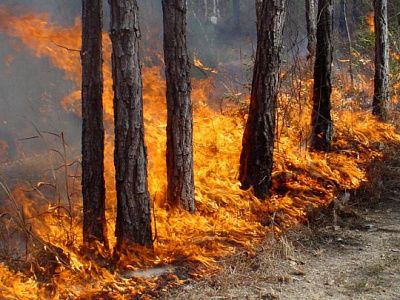 госдума призвала отменить запрещающий тушить лесные пожары приказ